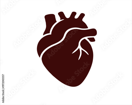 Anatomical heart illustration a detailed representation of the human cardiovascular organ