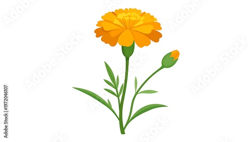 Vibrant Marigold Bloom - A Detailed Botanical Illustration.