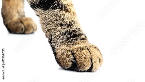 Close-up of a cats paw, showing detail and texture.