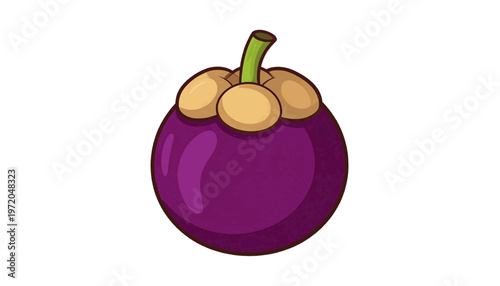 Mangosteen fruit with purple rind and segmented white flesh shown as exotic tropical food illustration vector