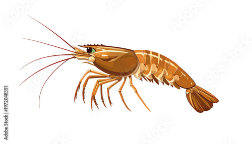 Brown shrimp with detailed body segments presented as marine seafood ingredient illustration vector