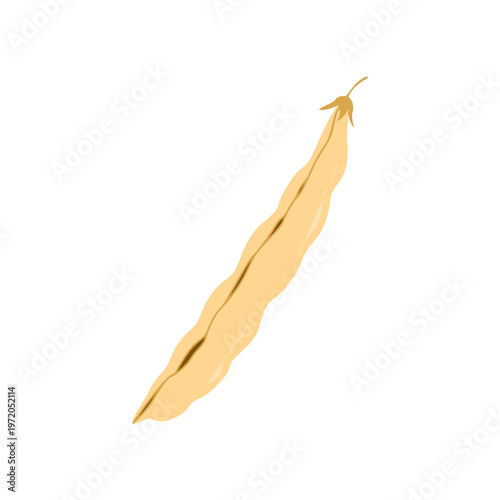 Dry mature legume bean pod isolated on white background. Flat vector illustration.