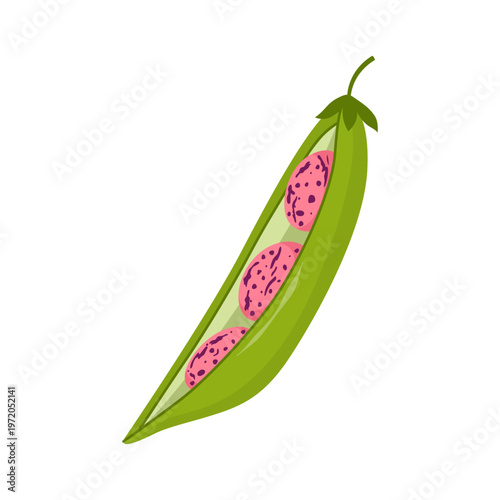 Open green bean pod with pink beans inside. Fresh legume vegetable isolated on white background. Flat vector illustration.