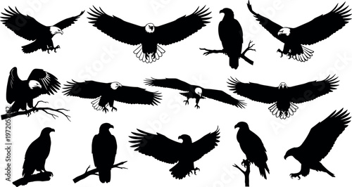 Collection of eagle silhouettes in flight and perched positions, detailed bird of prey icons with wings spread, black vector illustration isolated set