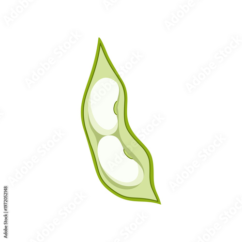 Open green bean pod with white beans inside. Fresh legume vegetable isolated on white background. Flat vector illustration.
