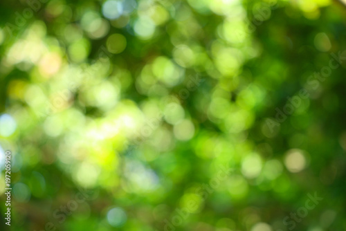 Natural blurred green foliage background bokeh