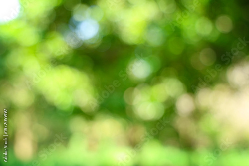 Abstract Green Leaves Bokeh Background Texture
