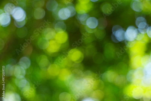 Natural green bokeh background light effect