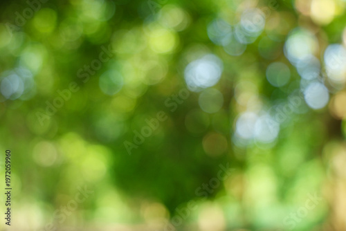 Abstract green bokeh background nature theme