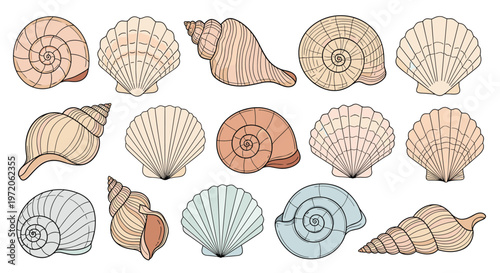 Collection of various seashell illustrations including spiral snail shells and fan shaped scallops in soft pastel tones on a white background.