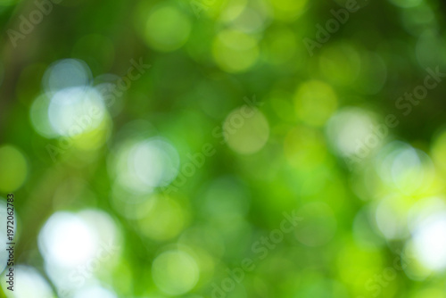 Beautiful blurred green nature bokeh background