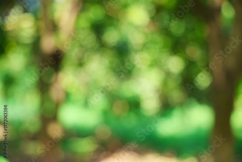 Green Bokeh Background Of Blurred Forest