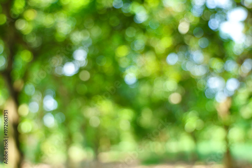 Abstract blurred green forest bokeh background