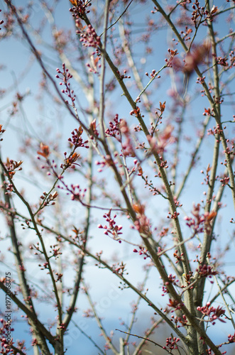Early spring blossoms against soft sky