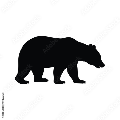Black and white bear walking, detailed silhouette vector illustration of a bear, bear sniffing ground silhouette vector illustration