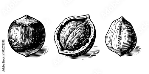 Three nuts in detailed engraving style on white background, showing whole and shelled forms as concept of natural food and harvest