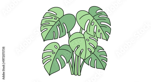 Green Monstera Deliciosa Leaves Illustration.