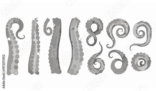 Realistic Octopus Tentacle Anatomy Vector Set Marine Limb Structure Scientific Illustration