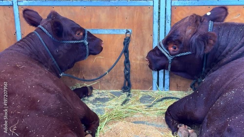 lovely black Bull Cow weighing over One Ton at Royal Sydney Easter Show feeding on Hay in Sydney NSW Australia
