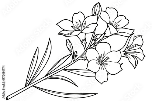 coloring page line art the oleander flower black vector