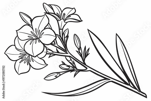 coloring page line art the oleander flower black vector