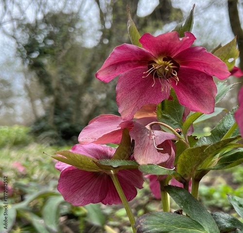 Fényképezés Blooming red hellebore  in a spring park.