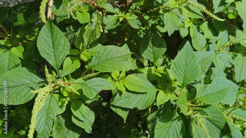 Amaranthus spinosus,  the spiny amaranth, spiny pigweed, prickly amaranth or thorny amaranth. Centennial Park Waikiki. City of Honolulu, Ohau, Hawaii. 