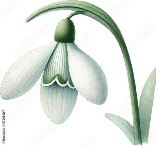 Snowdrop watercolor flower botanical illustration spring snowdrop flower watercolor botanical