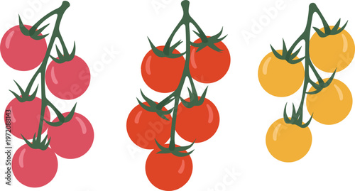 Fresh tomatoes on vine in red and yellow varieties natural food illustration for healthy cooking designs