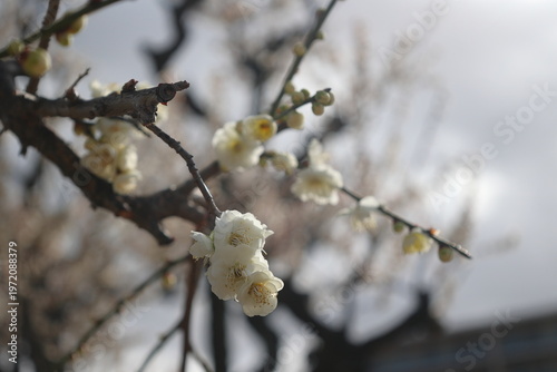 The presence of white blooming in silence