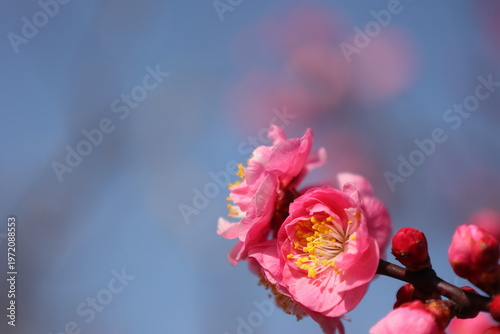 A single petal of spring unravels into the sky