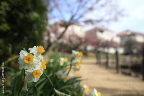 White and Yellow Narcissus Flowers Blooming in Spring Garden with Soft Background