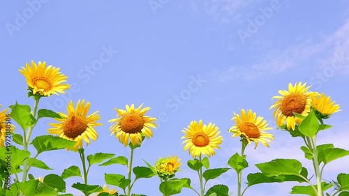 ひまわり - いかにも真夏らしいさわやかな青空と、太陽に向かって咲き誇るヒマワリで、夏休みのイメージ
