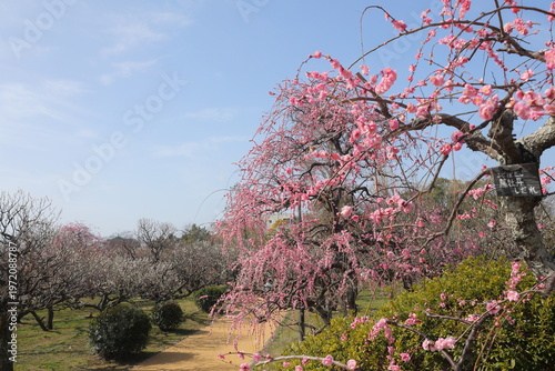 Beautiful pink plum blossoms in spring garden under clear blue sky, Japanese seasonal landscape