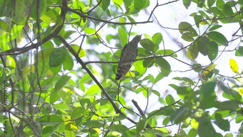 A female Asian Emerald Cuckoo hops on a fig tree branch, searching for food.