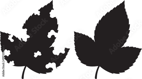 Damaged and whole black leaf silhouettes side by side