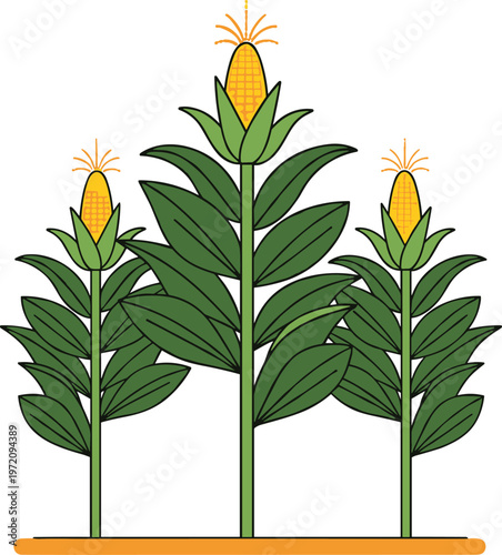 Corn plant growth stages with maize ears agricultural crop vector illustration isolated