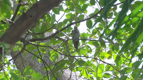 A female Asian Emerald Cuckoo perches on a fig tree branch to preen its feathers. Video 59.94fps