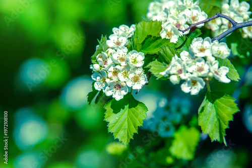 Wallpaper Mural White hawthorn flowers on a green natural background
 Torontodigital.ca