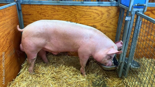 lovely Fat Pig weighing over half a Ton at Royal Sydney Easter Show feeding on Hay in Sydney NSW Australia