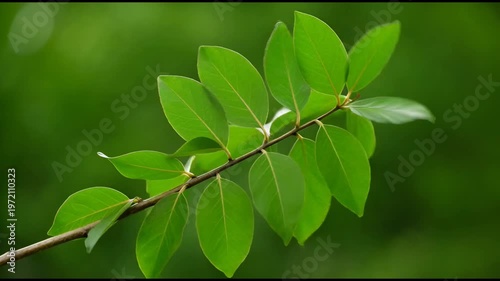 The video depicts a close up view of a slender branch with multiple vibrant green leaves