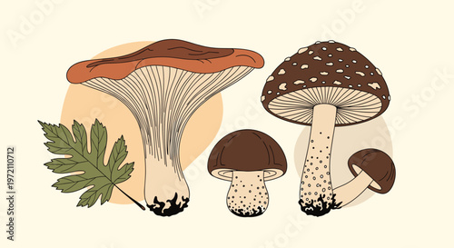 Artistic botanical study features a group of diverse mushrooms including a large chanterelle and a spotted amanita.