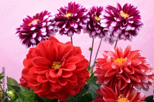 ピンク背景の赤と赤紫のダリアの花
