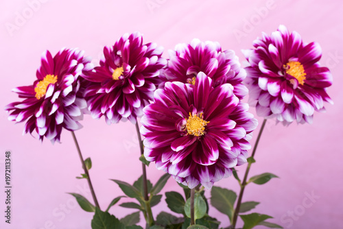 ピンク背景の白い縁どりの赤紫のダリアの花
