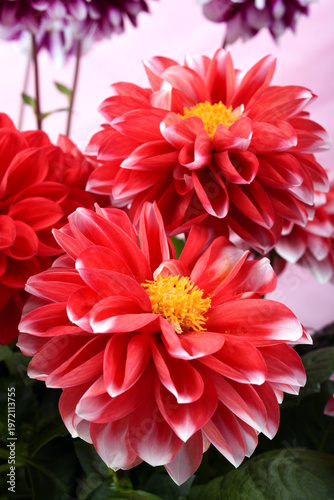 ピンク背景の白い縁どりの赤いダリアの花のアップ
