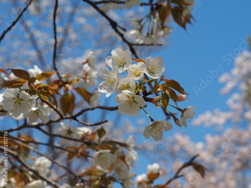 桜が咲くのどかな田舎の春景色