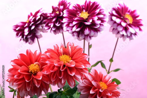 ピンク背景の白い縁どりの赤と赤紫のダリアの花
