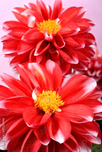 ピンク背景の白い縁どりの赤いダリアの花のアップ
