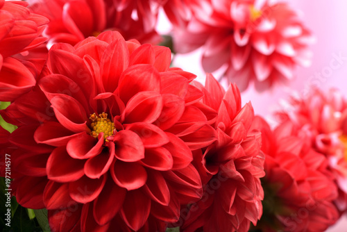 ピンク背景の赤いダリアの花のアップ
