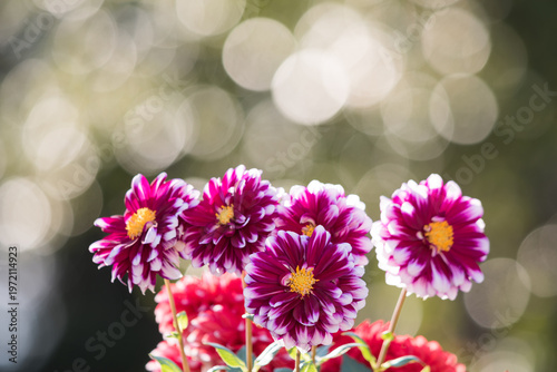 玉ボケをバックに白い縁取りの赤紫のダリアの花
